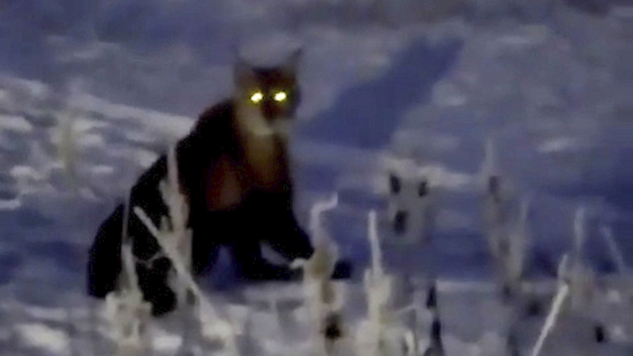 Se ei ollutkaan tallikissa.