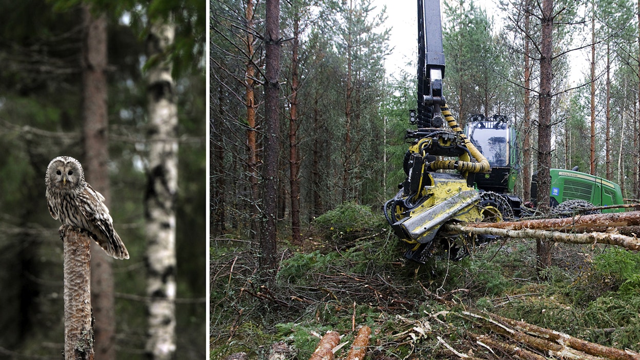 Moni esitetty rajoitus on jo ollut arkipäivää metsäalan ohjeissa sekä sertifikaateissa.