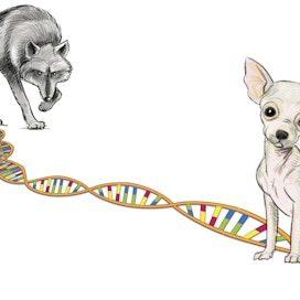 Kun oikea geenimutaatio osuu kohdalle, susi voi muotoutua koiraksi jo muutamassa sukupolvessa.