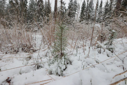 Lunta ehti viikonloppuna tulla jonkinlainen kerros suurimpaan osaan maata. 