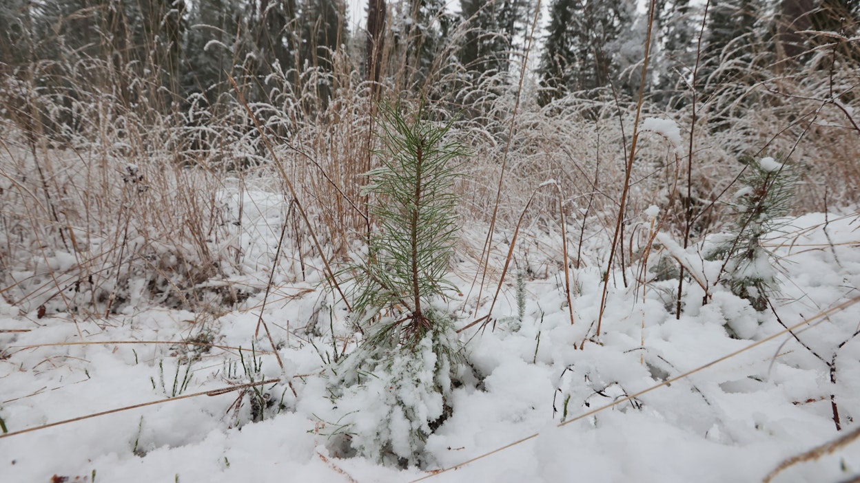 Lunta ehti viikonloppuna tulla jonkinlainen kerros suurimpaan osaan maata.