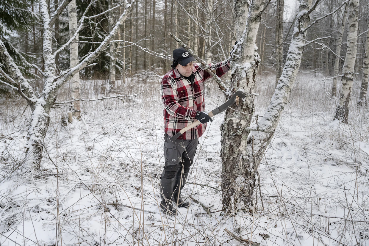 Viirimäki kasvattaa myös visakoivuja. Karsimalla visasta saa oksatonta puutavaraa.