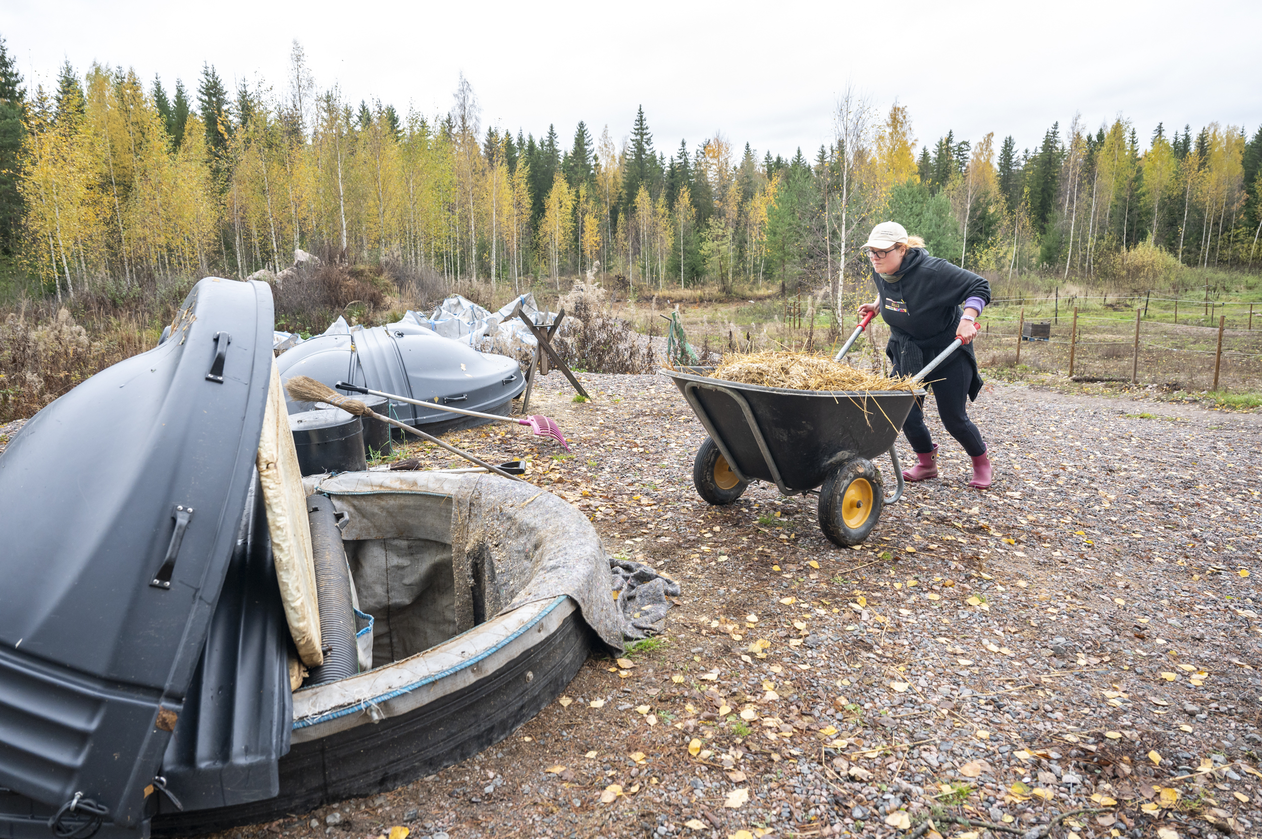 Raisa Krogerus kippaa hevosenlantaa kompostoriin. Arkistokuva.