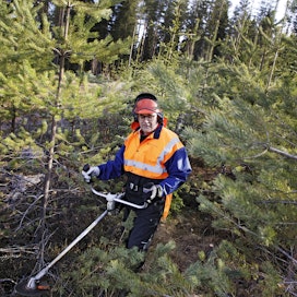 MTK:n metsävaltuuskunnan puheenjohtaja Mikko Tiirola harvennushommissa metsässään Petäjäveden Kuivasmäessä.
