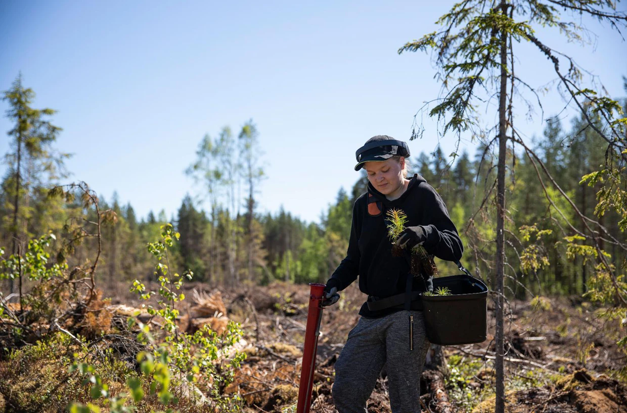Enni Hautakangas istuttaa männyn taimia Äänekosken Hietaman kylällä. Sopiva istutuspaikka on kivennäismaalla vähintään 20 sentin päässä humuksen reunasta.