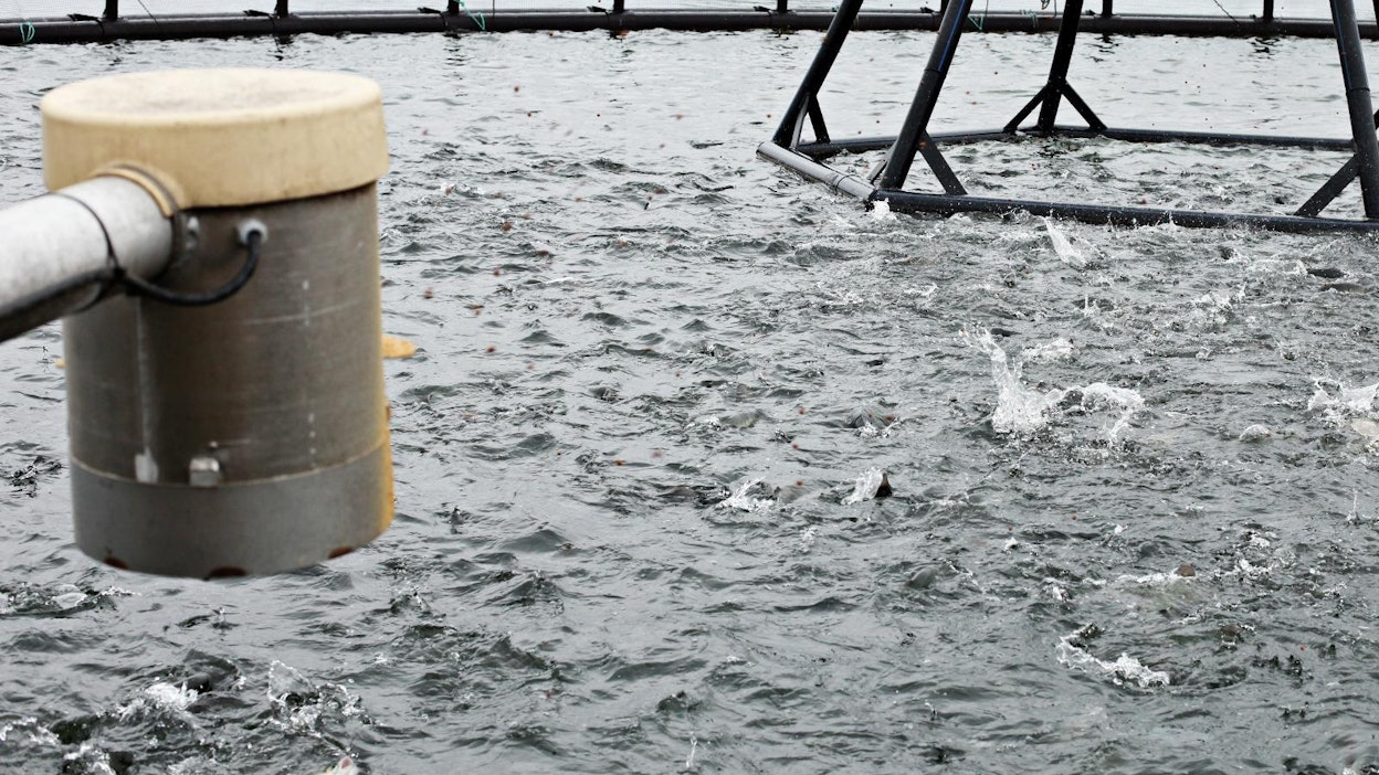 Raision mukaan Venäjän rehuntuontikielto perustuu vääriin tietoihin.