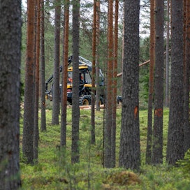 Alkuvuonna Metsäteollisuuden jäsenet ovat ostaneet yksityismetsistä puuta tähän mennessä 21,6 miljoonaa kuutiometriä, mikä on pari prosenttia vähemmän kuin huippuvuonna 2018 vastaavaan aikaan.
