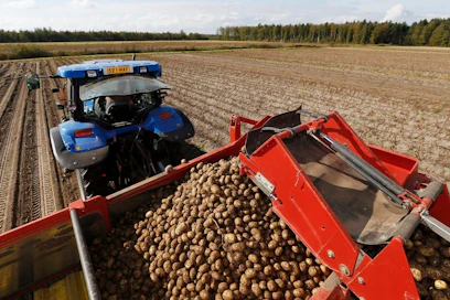Viime vuonna ruokaperunaa viljeltiin 22000 hehtaarilla
