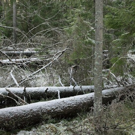Suomen metsäala on painottanut, että EU:n metsästrategia täytyy saada vihreään sopimukseen mukaan. Niin metsien talouskäyttö voidaan turvata myös jatkossa.