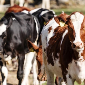 Maitotilallisille on tullut ikäviä yllätyskuluja lypsyrobottien korjauskulujen noususta. Kuvan eläimet eivät liity tapauksiin.