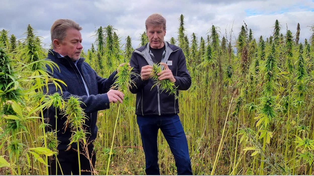 Golden Maltin toimitusjohtaja Eero Nissilä (vas.) ja Trans Farmin toimitusjohtaja Jyrki Leppälä tutkivat hamppukasvustoa Samuel Jussilan pellolla.