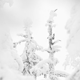Suureen lumimassaan voi pohjoinen Suomi varautua lähes joka talvi, kun taas etelärannikolla se vaatii poikkeussäät.