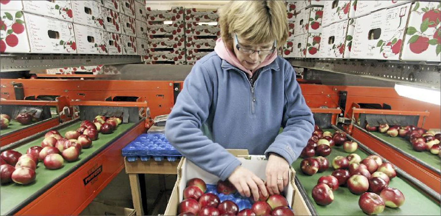 Ahvenanmaalainen omena on vakiinnuttanut asemansa suomalaisilla hedelmätiskeillä. Maria Granlid pakkaamassa omenia laatikkoihin. Markku Vuorikari