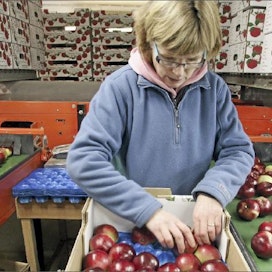 Ahvenanmaalainen omena on vakiinnuttanut asemansa suomalaisilla hedelmätiskeillä. Maria Granlid pakkaamassa omenia laatikkoihin. Markku Vuorikari