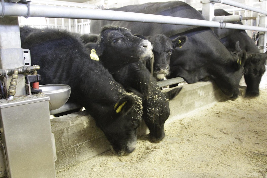 Kuvan lehmät eivät liity tapaukseen.