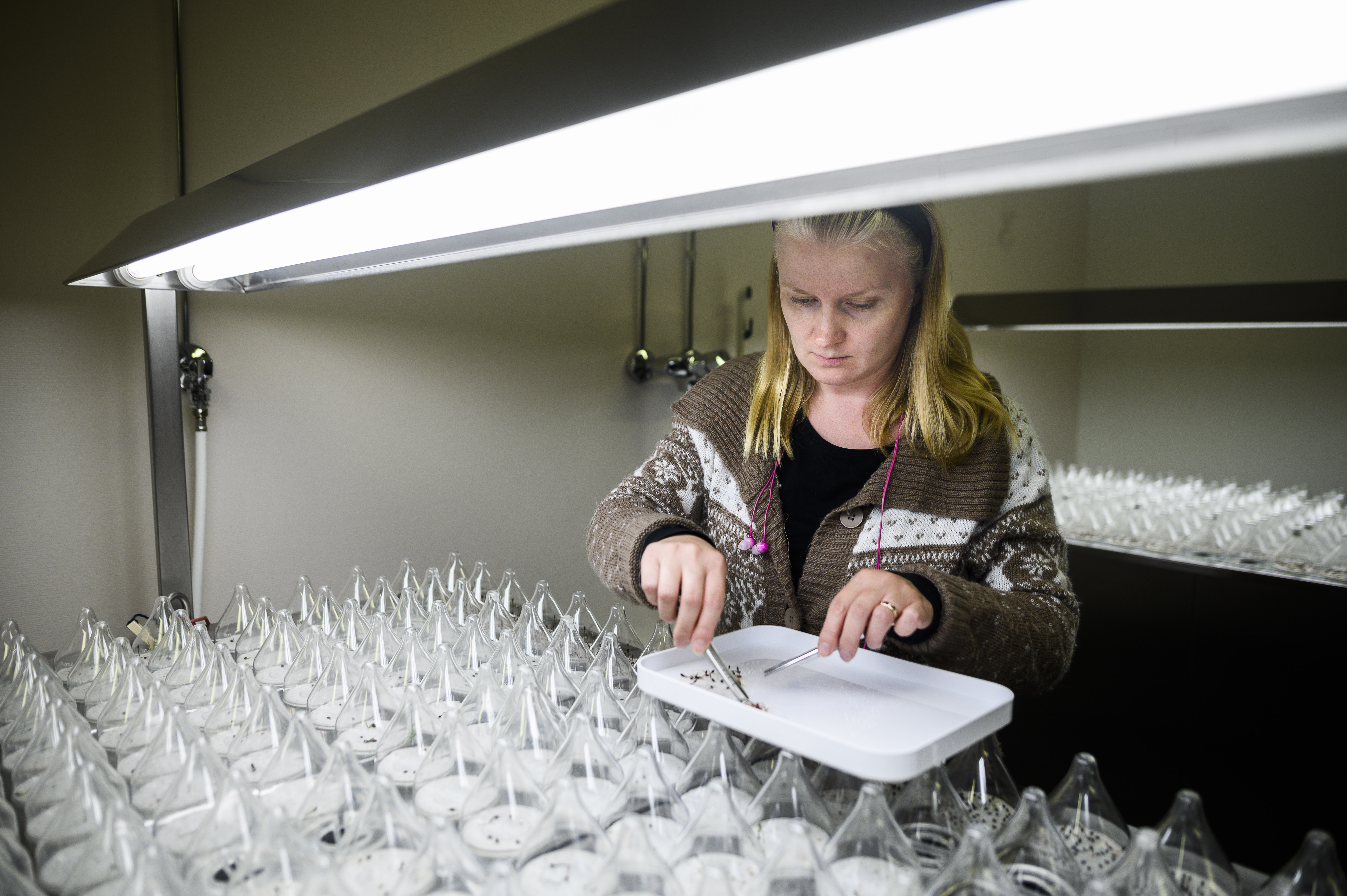 Laboratoriotyöntekijä Tanja Rautakangas erottelee parhaiten itäneet siemenet muista siemenistä.