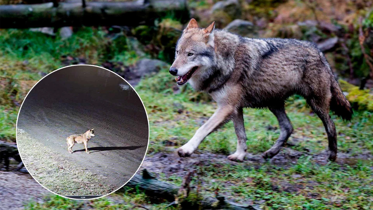 Kirjoittajien mielestä hallituksen lakiesitystä suurpetojen kannanhoidollisesta metsästyksestä pitää korjata eduskunnassa.