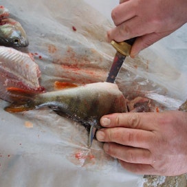 Kaloista kertyy vuosittain 20 miljoonaa kiloa erilaisia sivuvirtoja, kuten fileointijäännöksiä, sisäelimiä, ruotoja, nahkaa ja suomuja.
