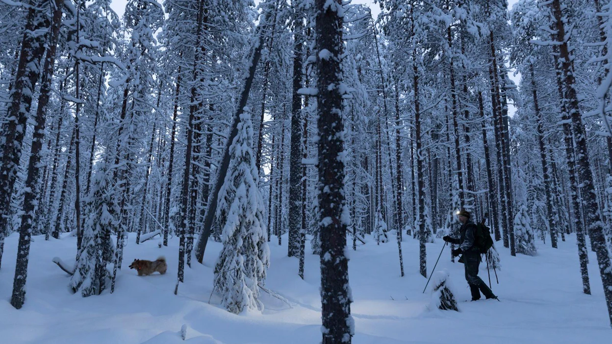 Metsästyksen häirintää tai siihen yllyttämistä pitäisi kirjoittajan mielestä valvoa tarkemmin.