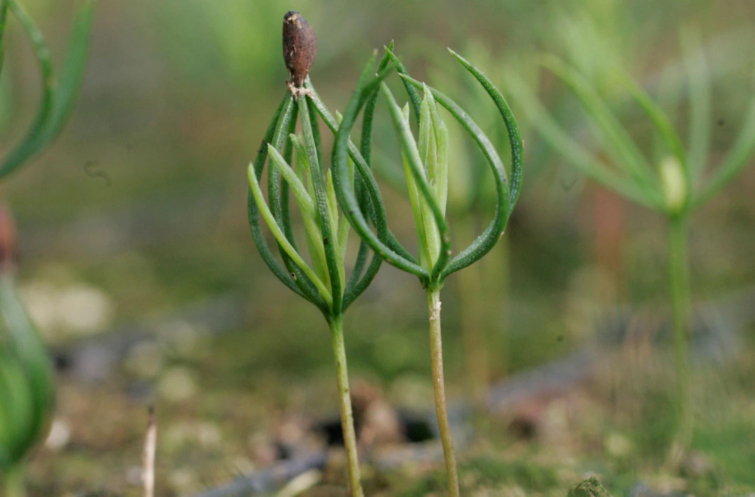 Siemenet voidaan kylvää joko marraskuussa ennen lumentuloa tai keväällä heti lumien sulamisen jälkeen. Itämisvaihe kestää keväällä muutaman viikon. Pieniä sirkkataimia löytyy kylvölaikusta kesäkuun aikana.