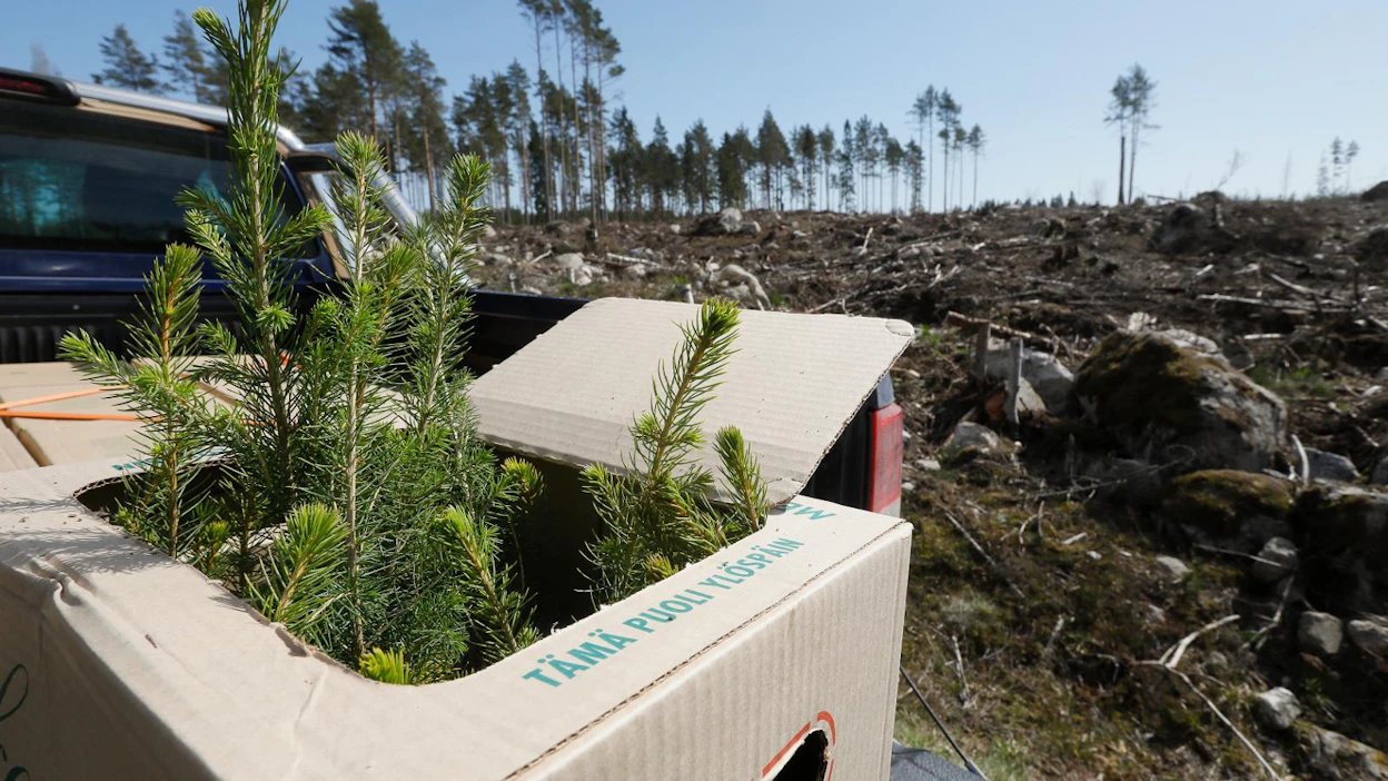 Nykyään istutetaan hirvituhojen pelossa kuusen taimia sellaisillekin kasvupaikoille, joilla parhaiten menestyisi mänty.