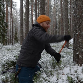 Tutkija Tuomas Aakala kairaa männystä lustonäytettä puun iänmääritystä varten Kaarresalon leimikossa.