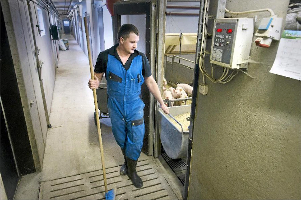 Ukrainalainen Stanislav Kerdan on tyytyväinen työhönsä Kurikka-Ojan porsastuotantotilalla. Jos hän ei olisi sattunut kuulemaan ystävältään suomalaisesta työpaikasta, hän olisi jatkanut töitä Tanskassa. Jyrki Johannes Tervo