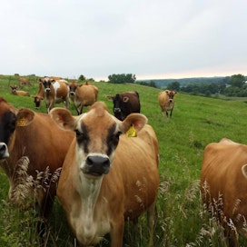 USA:n meijeriala kiristää vyötä. Kuvassa iowalaisen Cinnamon Ridge -tilan lehmiä.