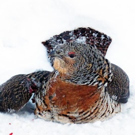 Sodankyläläisen Pertti Sukuvaaran kuvaama koppelo katkaisi oikean siipensä poroaitaverkon silmän läpi lentämällä.  Lintu jouduttiin lopettamaan.