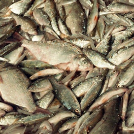 Särkikalasaaliin mukana Itämerestä poistuu fosforia. Poistokalaa on käytetty rehuna ja pahimmillaan kompostoitu. Nyt koko saalis halutaan ihmisten lautasille.