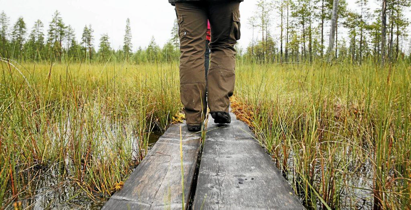 Metsähallituksen luontopalvelut selvittää kansallispuiston perustamisedellytyksiä Oulassuon alueesta, joka levittäytyy Pudasjärven, Puolangan ja Utajärven maa-alueille. pitkospuut 1.8.2013 Utajärvi. Kuva Pekka Fali.