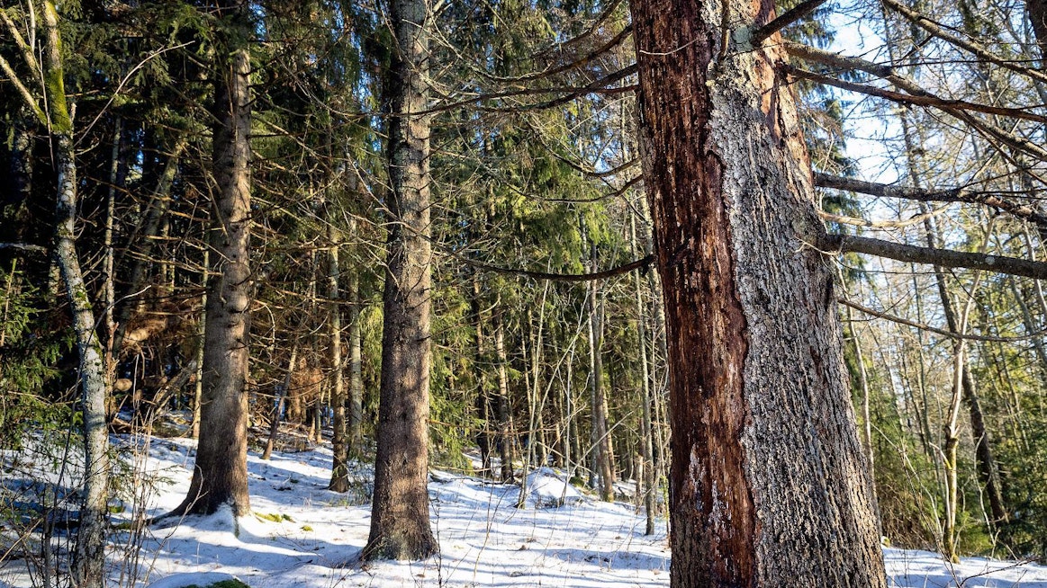 Valtio omistaa runsaan kolmanneksen metsistä ja saa oikeudenmukaisella hiilinielujen kompensoinnilla sekä verotuloilla kyllä omansa, kirjoittaa Marko Mantila mielipidekirjoituksessaan.