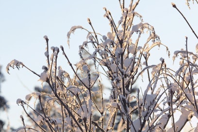 Paleltuneet syreeninoksat eivät kuki ensi kesänä.