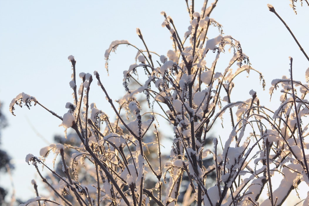 Paleltuneet syreeninoksat eivät kuki ensi kesänä.