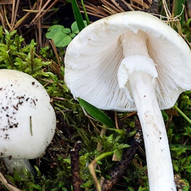 Suomessa tavallisin maksavaurion aiheuttava sieni on valkokärpässieni. Valkokärpässieni on kauttaaltaan puhtaan valkoinen ja myös sen heltat ovat pysyvästi valkeat. Useat syötävät herkkusienet muistuttavat erehdyttävästi valkokärpässientä.