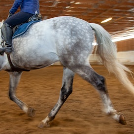 Liikkeen epäsymmetrisyyttä on myös terveeksi todetuilla hevosilla. Ruotsalaistutkijat halusivat selvittää, voiko hevonen syntyjään olla jommankumman ”kätinen”. Kuvituskuva.