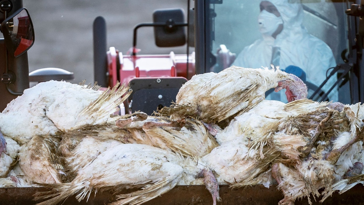 Tanskassa korkapatogeeninen lintuinfluenssa levisi 60 000 kalkkunan tilalle viime tammikuussa. Viranomaisten määräyksestä linnut tapettiin ja raadot hävitettiin. 
