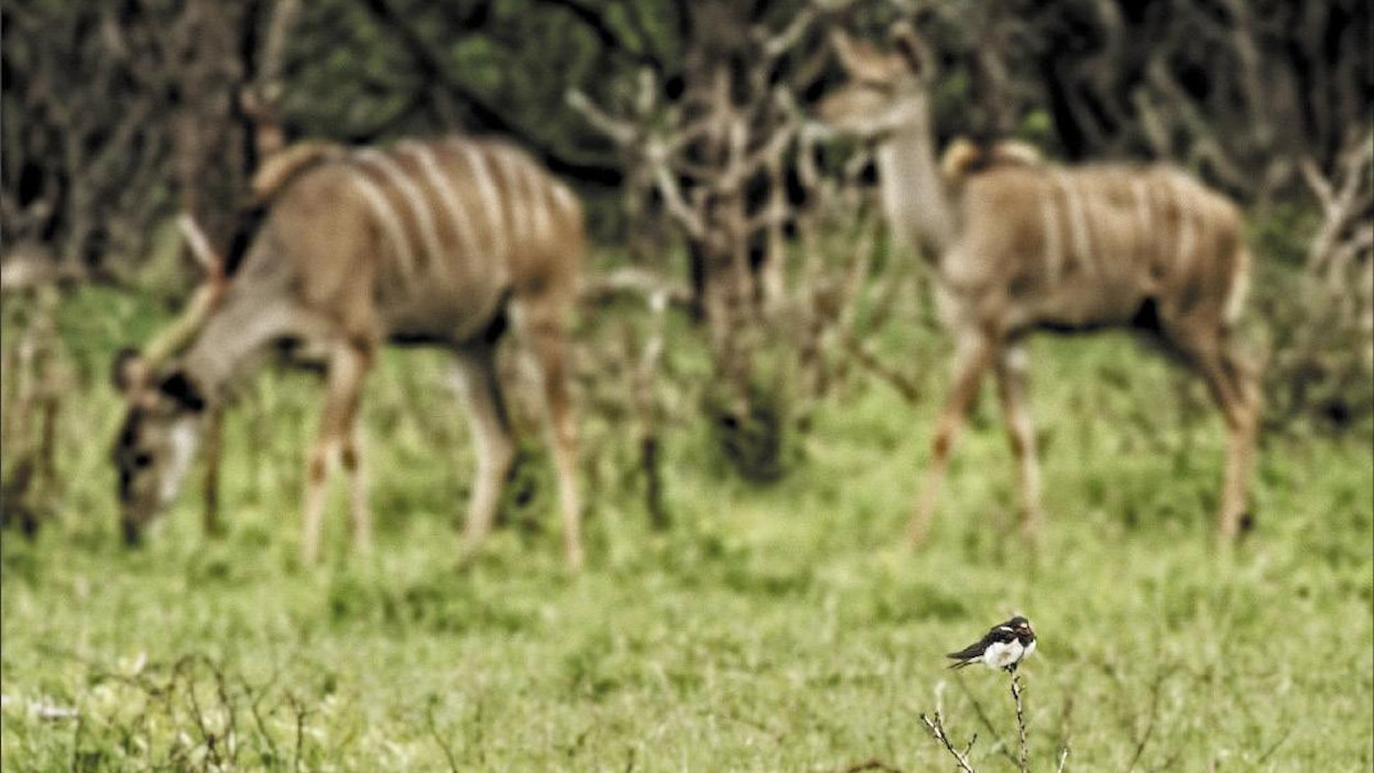 Haarapääsky on lennähtänyt njala-antilooppien seuraan. Villi luonto on Etelä-Afrikassa pieninä palasina toisin kuin luontofilmien perusteella voi kuvitella.  lasse kylänpää