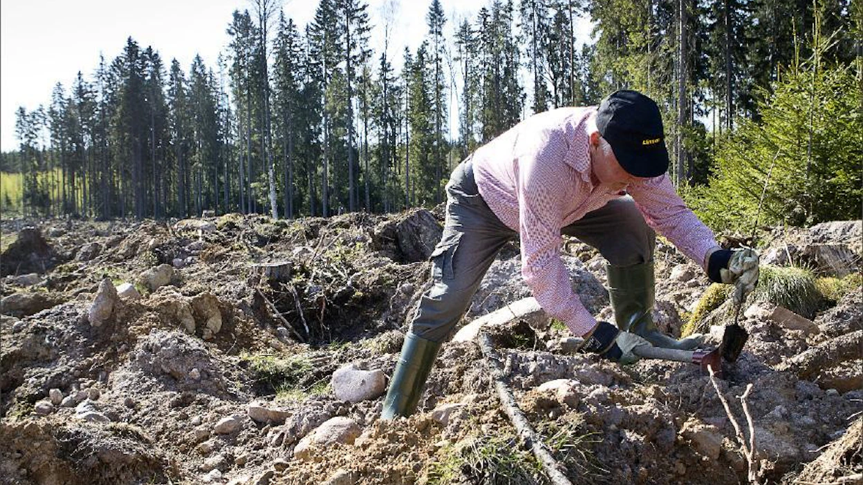 Risto Välilä istuttaa koivuntaimet kuokalla, jotta juuripaakku menee riittävän syvälle maahan. Pottiputkella se saattaisi jäädä liian lähelle pintaa.Reunametsä siementää metsikköön luontaisia taimia täydennykseksi. kari salonen