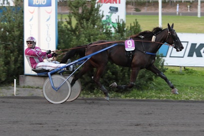Antti Teivaisen ohjastama An-Maria teki elämänsä juoksun kuolemanpaikalta Tammakriteriumin karsinnassa. Kuva: Pauli Impola