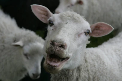 Ba-baa-barack! Tutkimus osoittaa, että lampailla on hyvin kehittynyt kyky tunnistaa tutut kasvot.