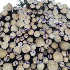 Metsäalan asiantuntijat toimivat muun muassa puukaupassa.