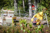 Useimmat karhut kavahtavat sähköaitaa, vaikka mehiläispesän sisältö houkuttaa.