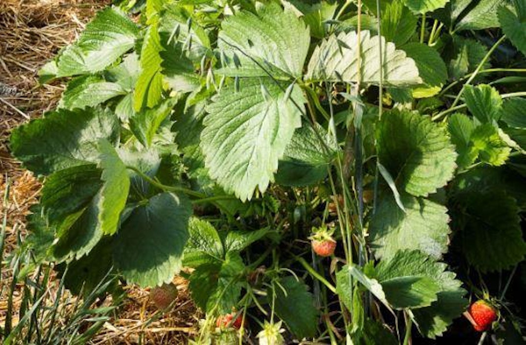 Mansikat uhkaavat jäädä poimimatta Isossa-Britanniassa työvoimapulan vuoksi.