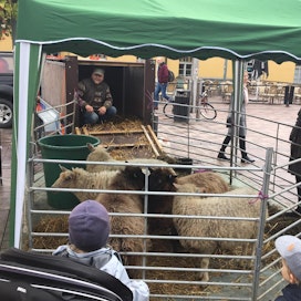 Helsingin Narinkkatorin villatapahtumassa pääsee ihastelemaan oikeita lampaita.