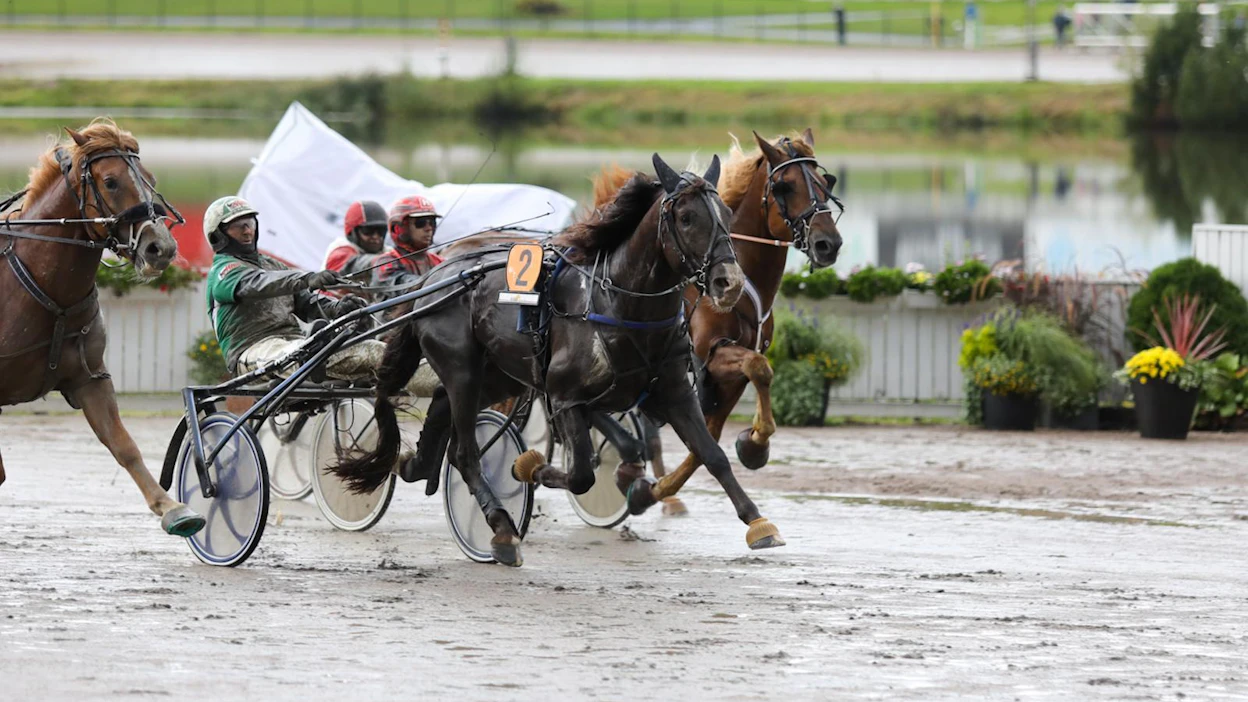 Ville Kalle vyöryi Derby-voittajaksi rapaisella radalla. Sen ulkopuolella kurottava Sipisee oli toinen ennen keulassa juossutta Huisi Hemmoa. Open strechillä Antti Kinnunen kirittää Margaridan viidenneksi kuvan ulkopuolelle jäävän Elanin jälkeen.