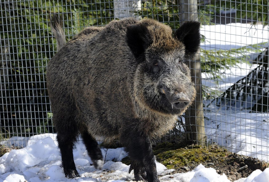 Loukkaantunut villisika voi olla vaarallinen. LEHTIKUVA / Heikki Saukkomaa