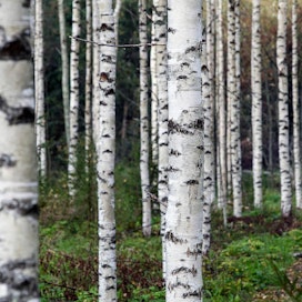 Monipuolisella metsänhoidolla pystytään varautumaan ilmastonmuutokseen