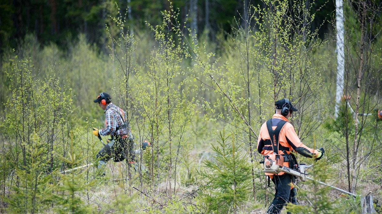 Seitsemän virolaista metsätyöntekijää perkaa taimikkoa Metsähallituksen mailla Korpilahdella. Pisimmillään pesti kestää huhtikuun lopulta lokakuun loppuun.