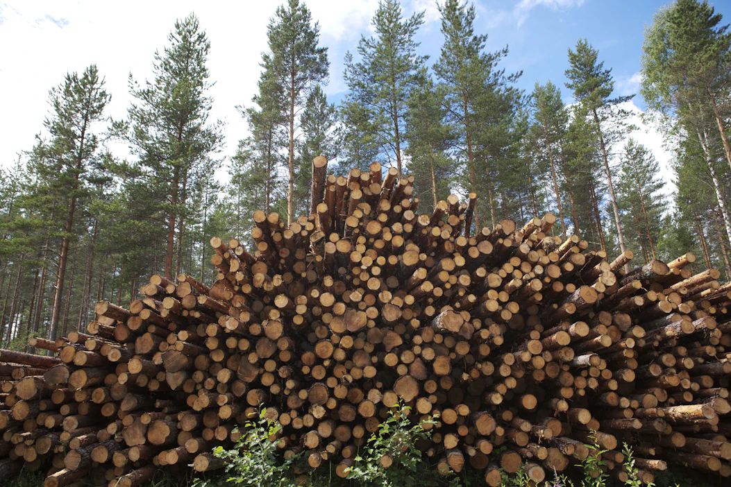 Venäjän puuvirtojen tyrehtyminen ja energiapuun lisääntynyt kysyntä ovat saaneet puuta käyttävän teollisuuden tehostamaan raaka-aineen hankintaa.